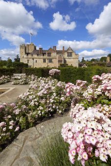 Hever Castle's beautiful rhododendruns