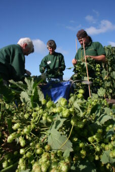 Hops in the Walled Garden credit Harewood House Trust (2)