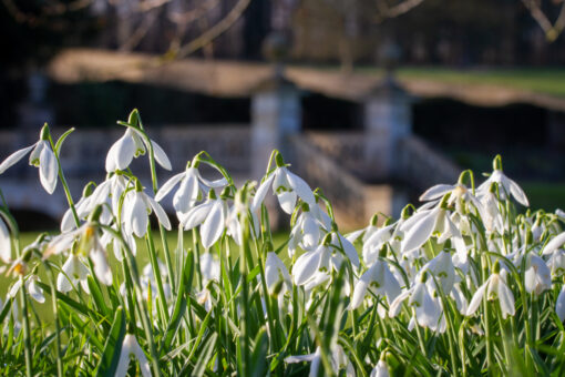 Easton Walled Gardens snowdrops 2022