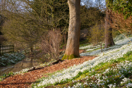 Easton Walled Gardens snowdrops 2022