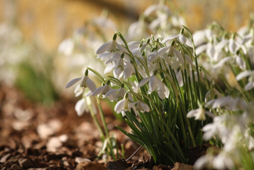 Easton Walled Gardens snowdrops 2022