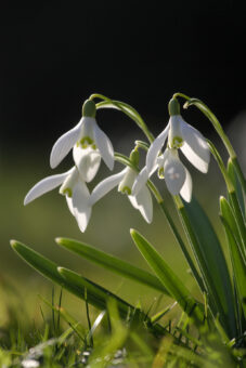 Easton Walled Gardens snowdrops 2022