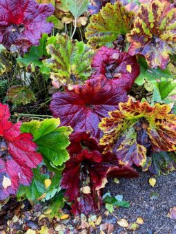 Logie House Garden