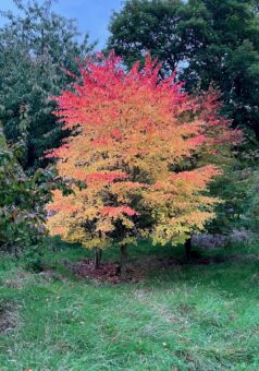 Logie House Garden