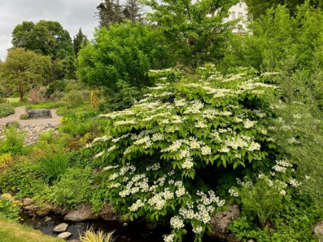 Logie House Garden